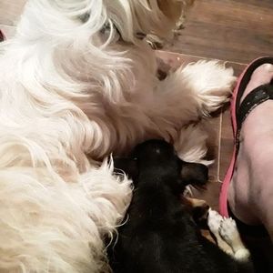 Meet your Posher, Donna